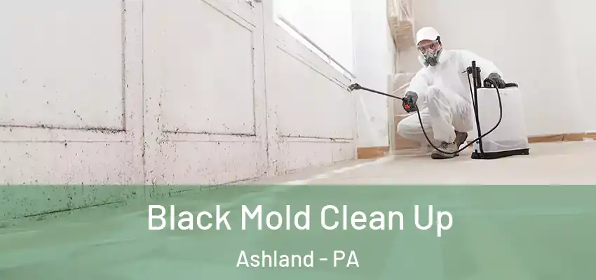  Black Mold Clean Up Ashland - PA