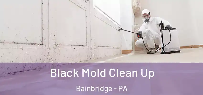  Black Mold Clean Up Bainbridge - PA