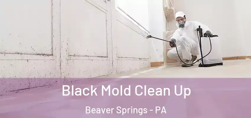 Black Mold Clean Up Beaver Springs - PA