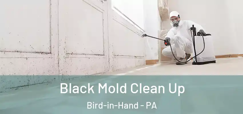 Black Mold Clean Up Bird-in-Hand - PA