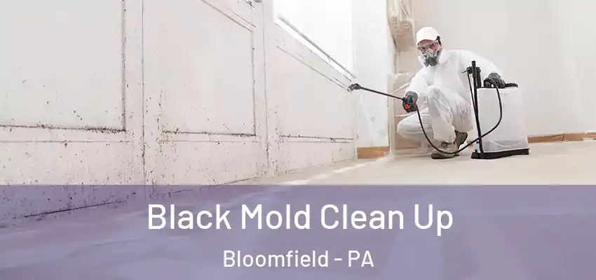  Black Mold Clean Up Bloomfield - PA