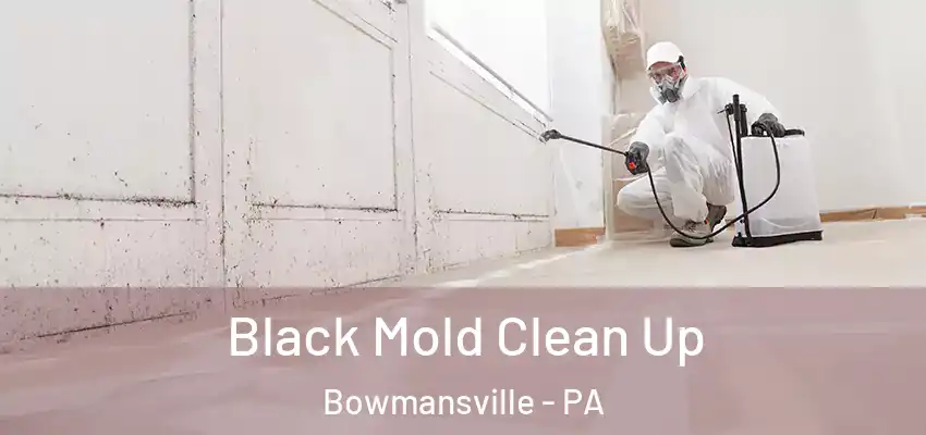  Black Mold Clean Up Bowmansville - PA