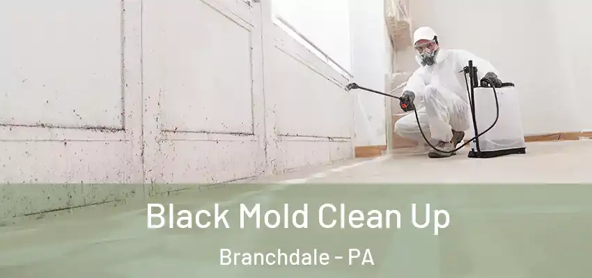 Black Mold Clean Up Branchdale - PA