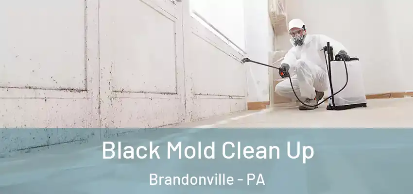 Black Mold Clean Up Brandonville - PA