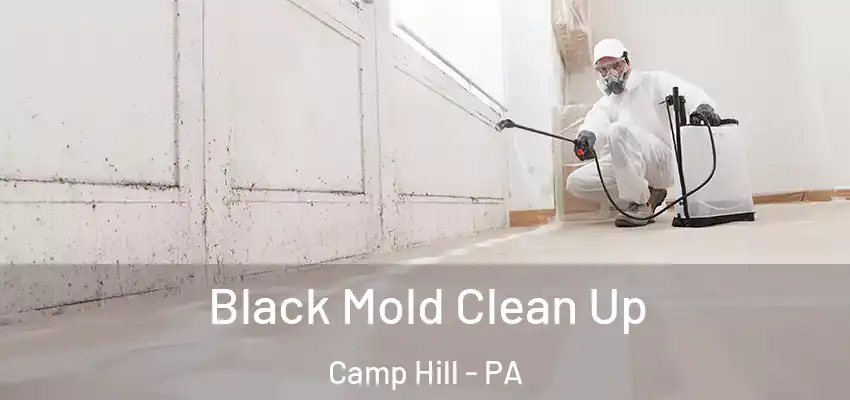  Black Mold Clean Up Camp Hill - PA