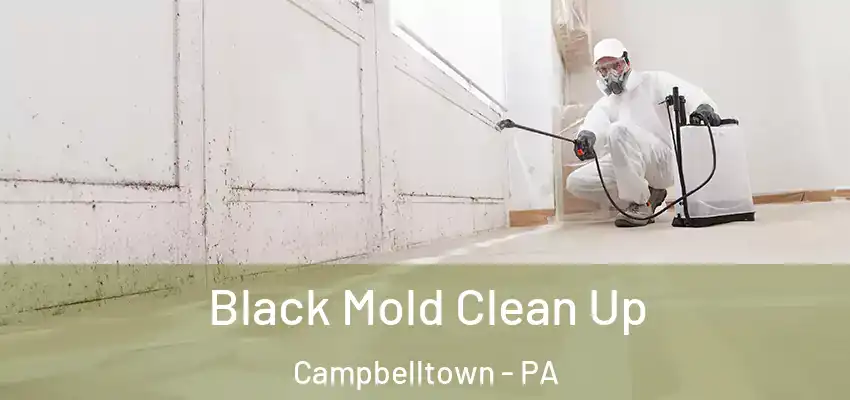 Black Mold Clean Up Campbelltown - PA