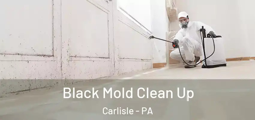  Black Mold Clean Up Carlisle - PA