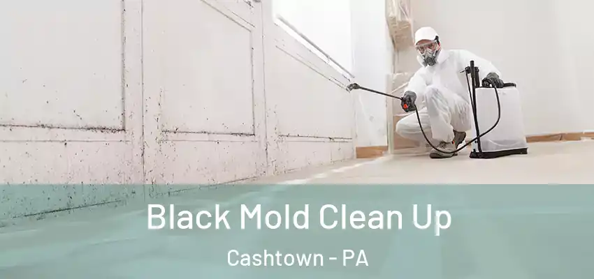  Black Mold Clean Up Cashtown - PA