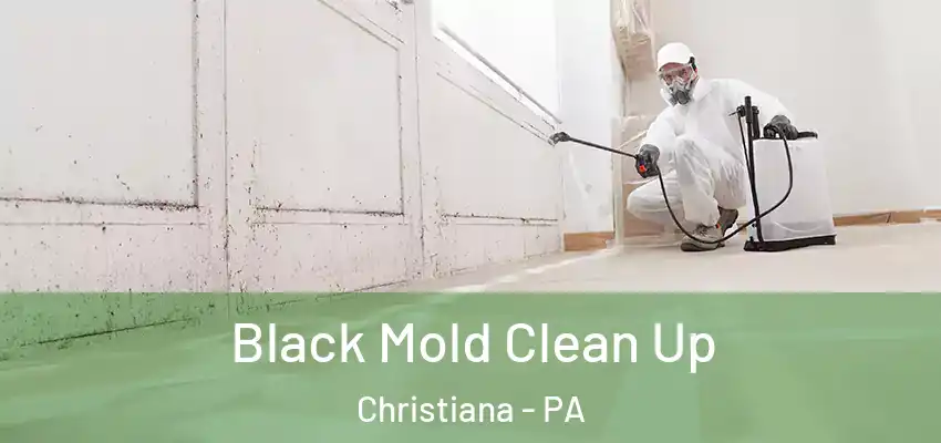 Black Mold Clean Up Christiana - PA