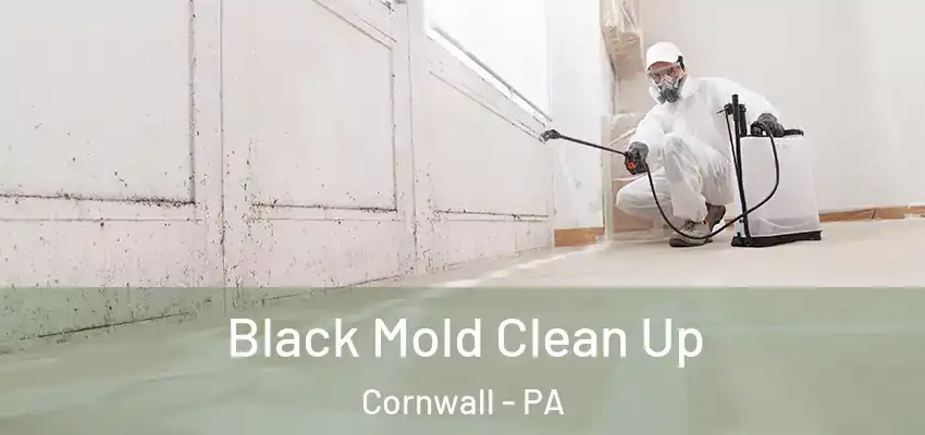Black Mold Clean Up Cornwall - PA