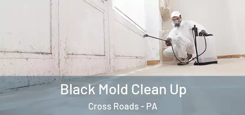  Black Mold Clean Up Cross Roads - PA
