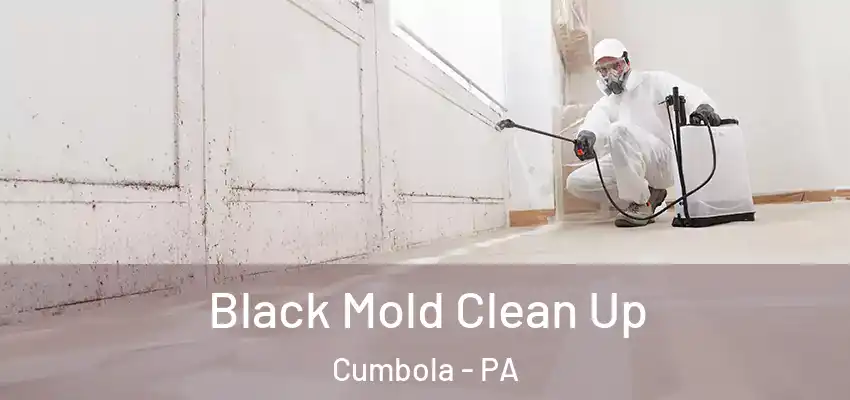  Black Mold Clean Up Cumbola - PA