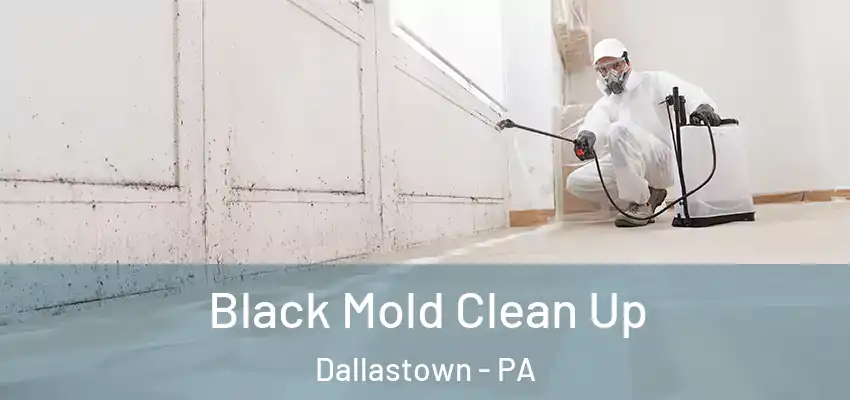 Black Mold Clean Up Dallastown - PA