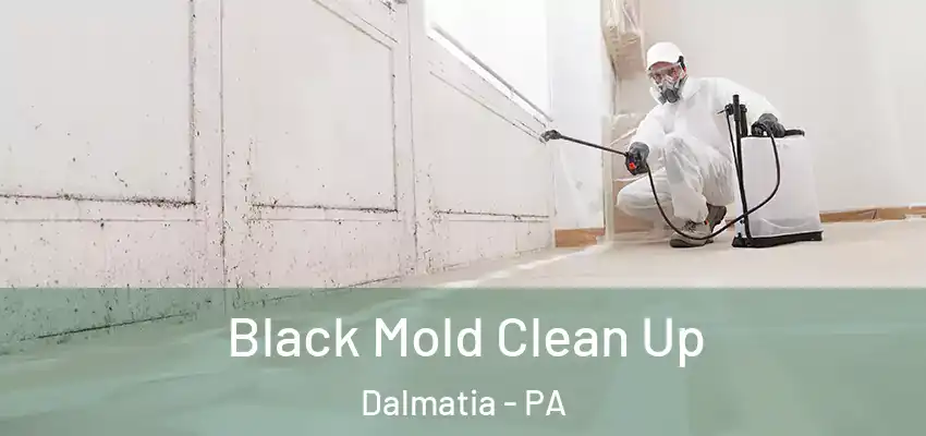  Black Mold Clean Up Dalmatia - PA