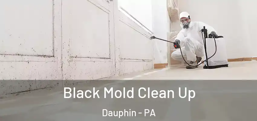  Black Mold Clean Up Dauphin - PA