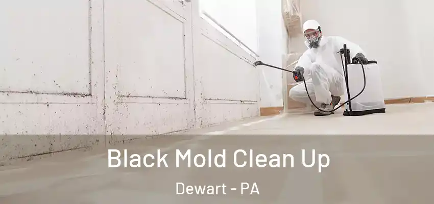 Black Mold Clean Up Dewart - PA