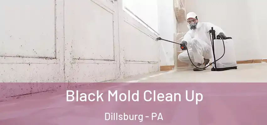  Black Mold Clean Up Dillsburg - PA