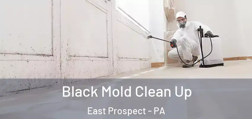 Black Mold Clean Up East Prospect - PA