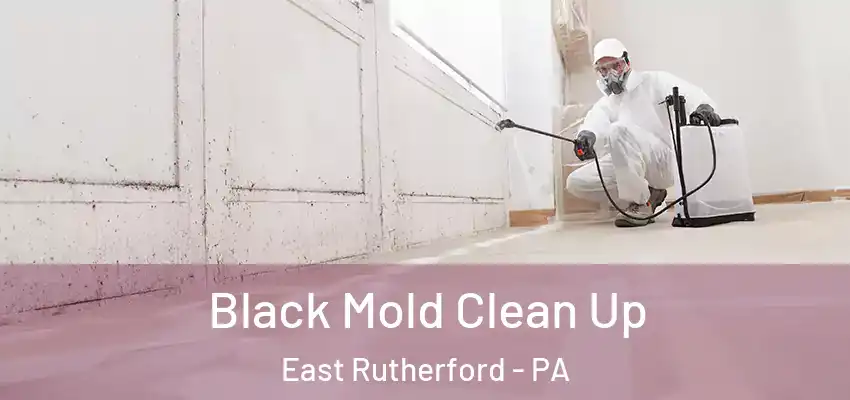 Black Mold Clean Up East Rutherford - PA