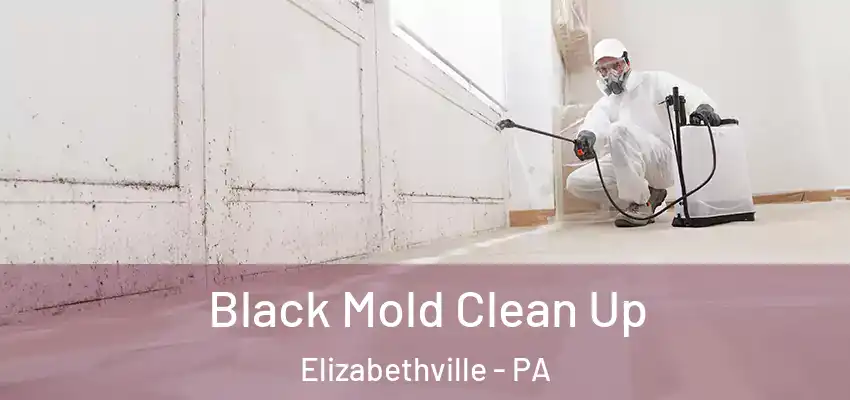 Black Mold Clean Up Elizabethville - PA