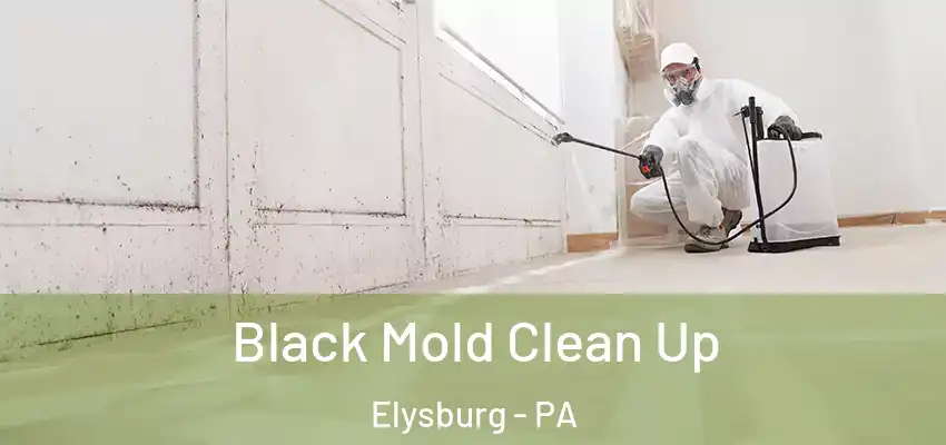  Black Mold Clean Up Elysburg - PA