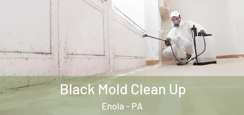  Black Mold Clean Up Enola - PA