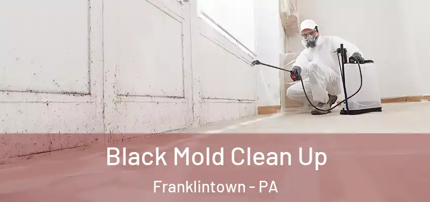 Black Mold Clean Up Franklintown - PA