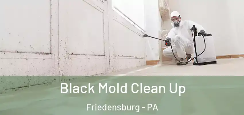  Black Mold Clean Up Friedensburg - PA