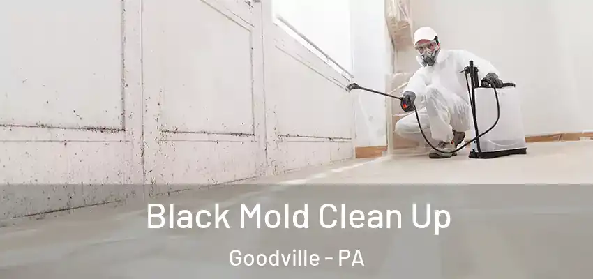Black Mold Clean Up Goodville - PA