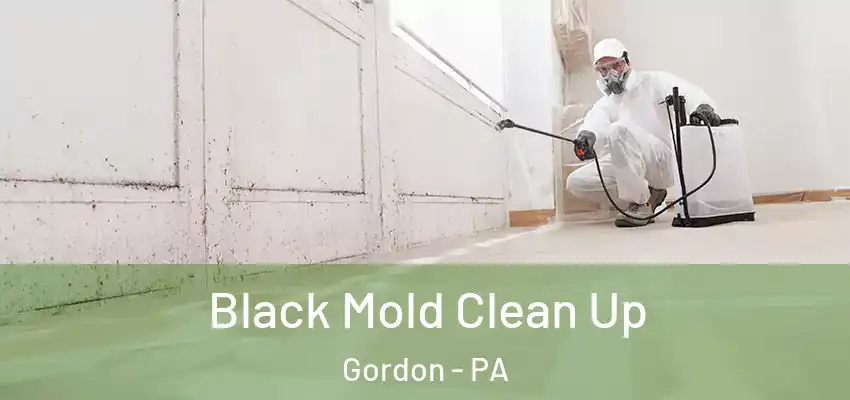 Black Mold Clean Up Gordon - PA