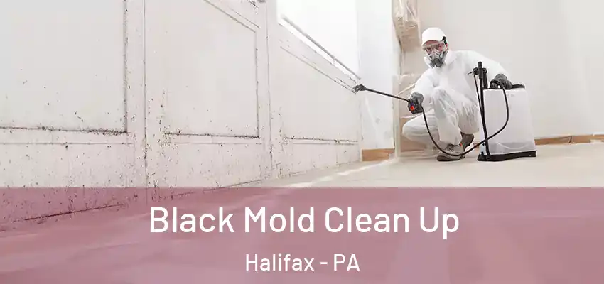  Black Mold Clean Up Halifax - PA