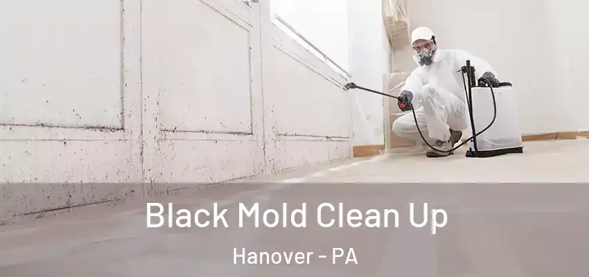 Black Mold Clean Up Hanover - PA