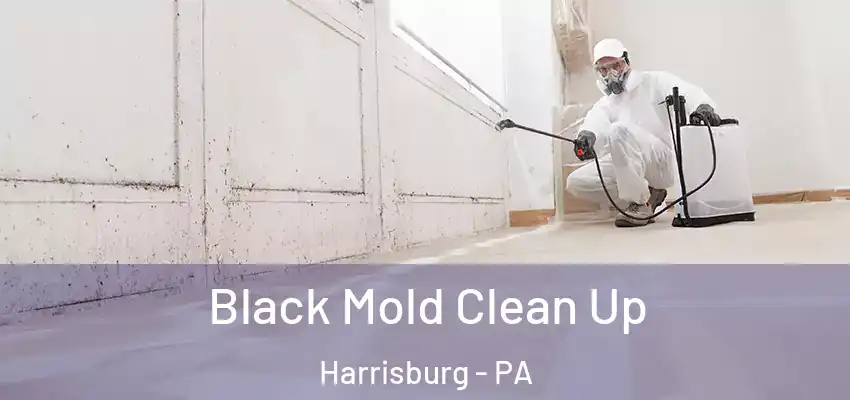 Black Mold Clean Up Harrisburg - PA
