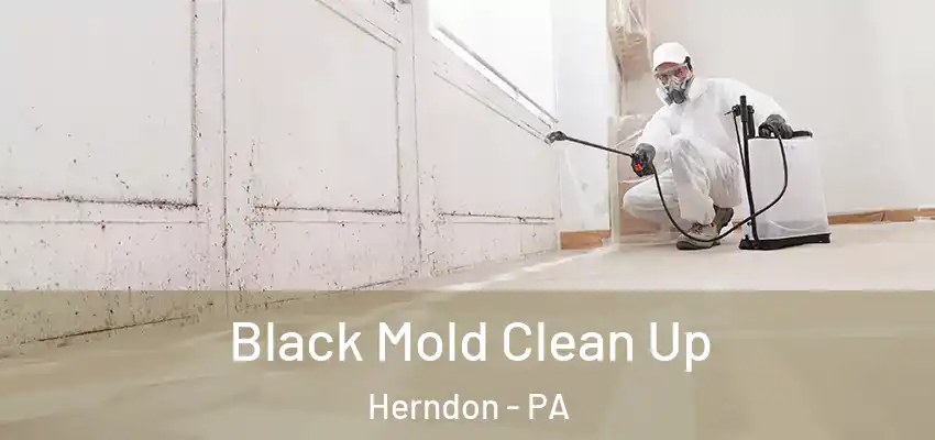  Black Mold Clean Up Herndon - PA