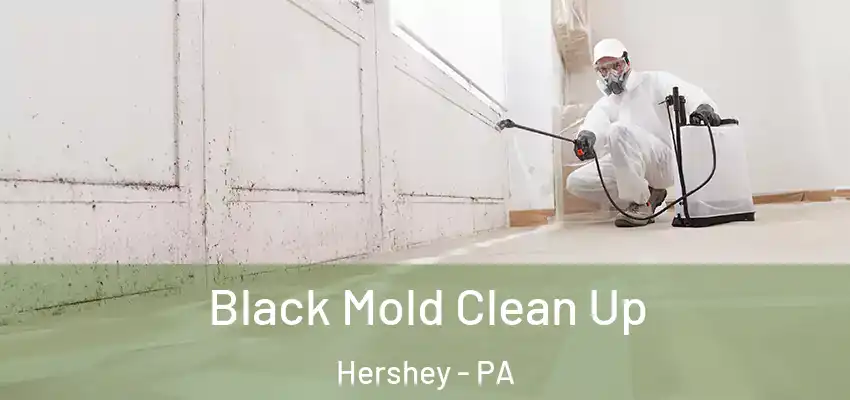  Black Mold Clean Up Hershey - PA