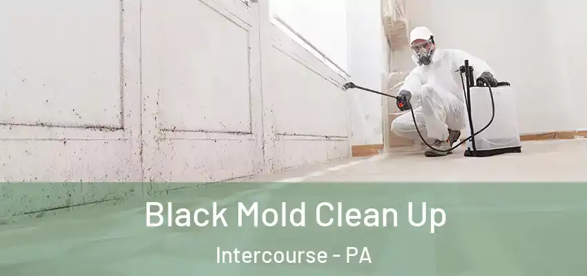  Black Mold Clean Up Intercourse - PA