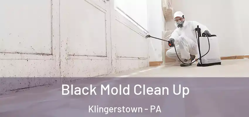  Black Mold Clean Up Klingerstown - PA