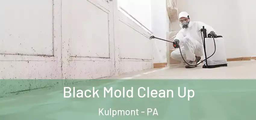 Black Mold Clean Up Kulpmont - PA