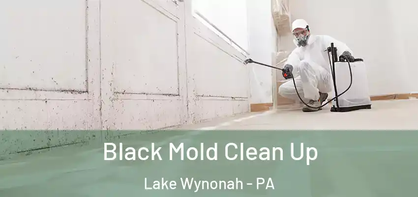 Black Mold Clean Up Lake Wynonah - PA
