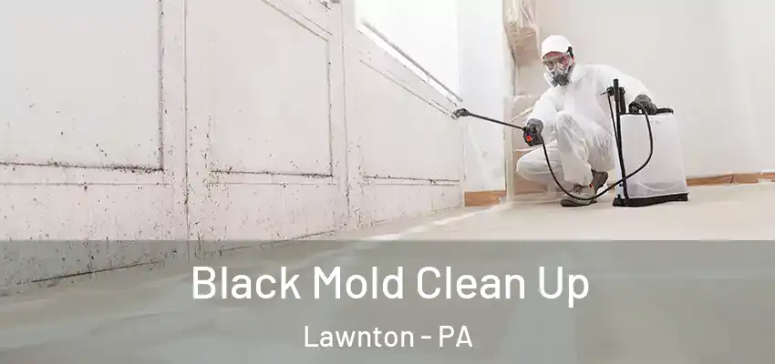Black Mold Clean Up Lawnton - PA