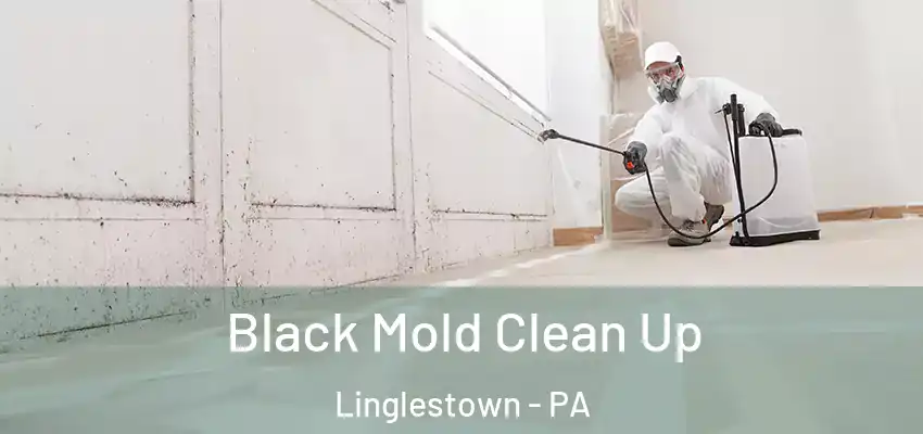  Black Mold Clean Up Linglestown - PA
