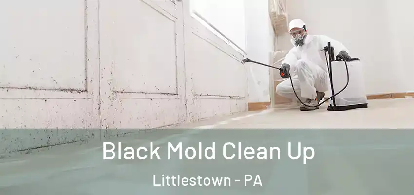 Black Mold Clean Up Littlestown - PA