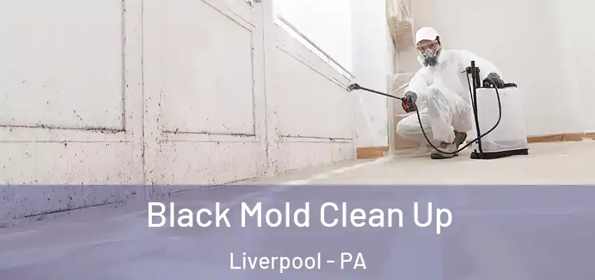  Black Mold Clean Up Liverpool - PA