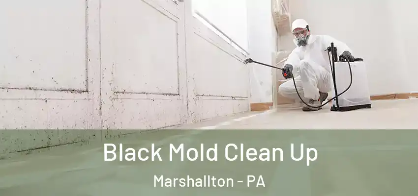 Black Mold Clean Up Marshallton - PA