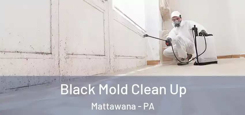 Black Mold Clean Up Mattawana - PA