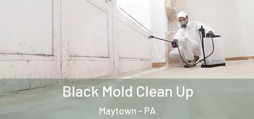 Black Mold Clean Up Maytown - PA