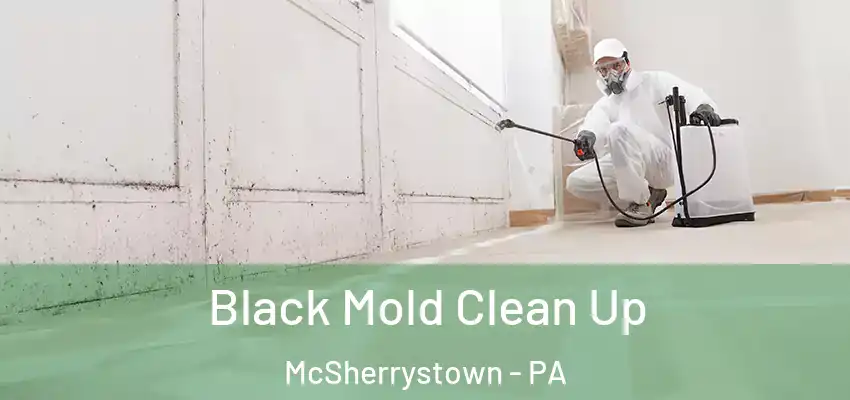 Black Mold Clean Up McSherrystown - PA
