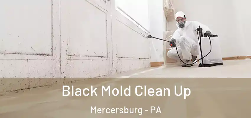 Black Mold Clean Up Mercersburg - PA