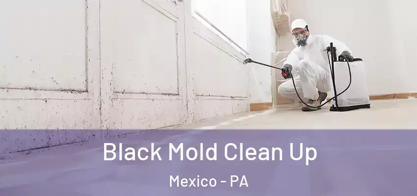 Black Mold Clean Up Mexico - PA