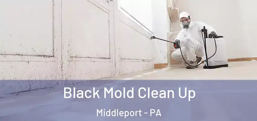  Black Mold Clean Up Middleport - PA